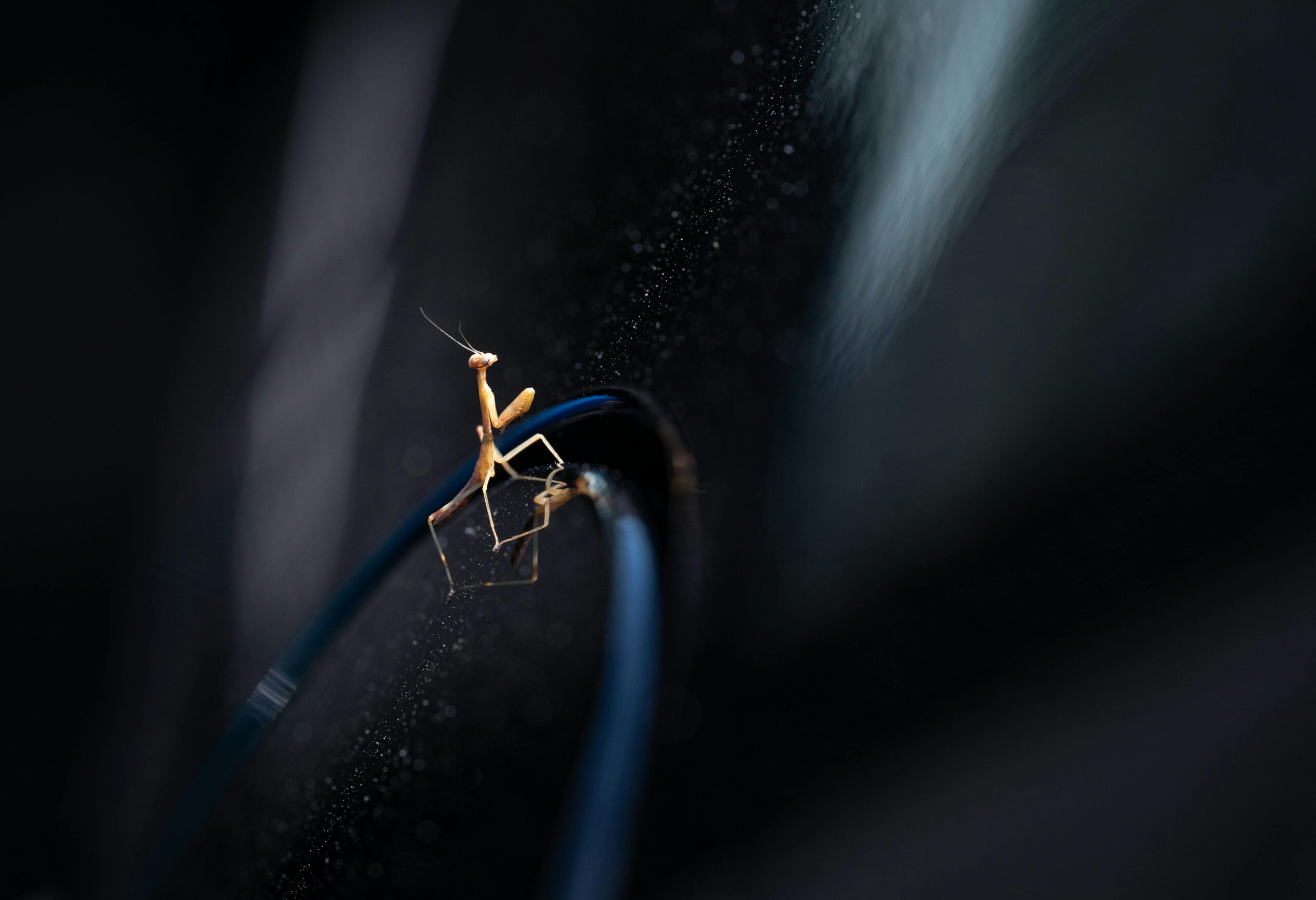 Macro shot of a praying mantis on a black surface, showcasing selective focus and dark background.